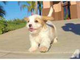 Cavachon Puppy for sale in San Diego, CA, USA