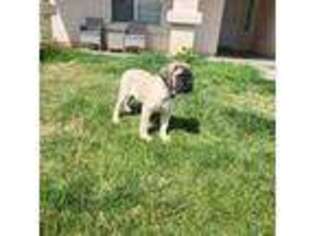 Mastiff Puppy for sale in Lancaster, CA, USA