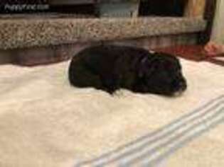 Mutt Puppy for sale in Weatherby, MO, USA
