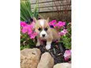 Pembroke Welsh Corgi Puppy for sale in Addison, MI, USA