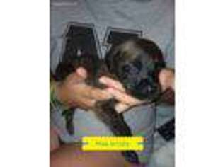 Mastiff Puppy for sale in Newcomerstown, OH, USA