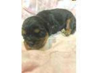 Cavalier King Charles Spaniel Puppy for sale in Knoxville, TN, USA