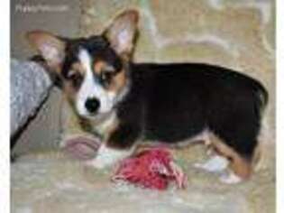 Pembroke Welsh Corgi Puppy for sale in Shipshewana, IN, USA