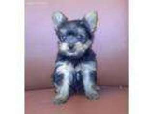 Yorkshire Terrier Puppy for sale in Saint Gabriel, LA, USA