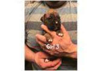 Boxer Puppy for sale in Barker, NY, USA