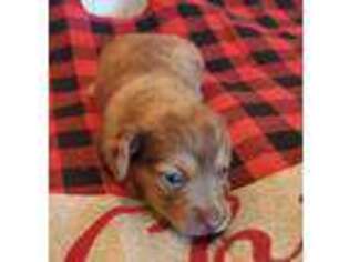 Dachshund Puppy for sale in Hartshorne, OK, USA