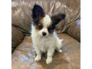 Papillon Puppy for sale in Greenbrier, AR, USA