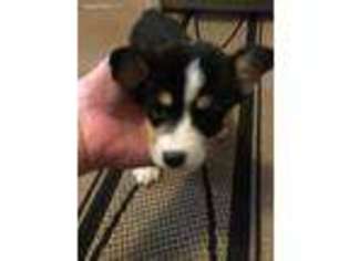Pembroke Welsh Corgi Puppy for sale in Castlewood, VA, USA