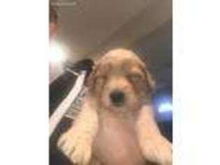 Goldendoodle Puppy for sale in Burton, MI, USA