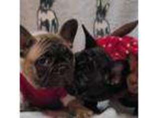 French Bulldog Puppy for sale in Brooklyn, CT, USA