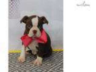 Boston Terrier Puppy for sale in Saint George, UT, USA