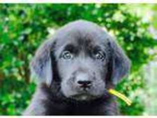 Labrador Retriever Puppy for sale in Campobello, SC, USA