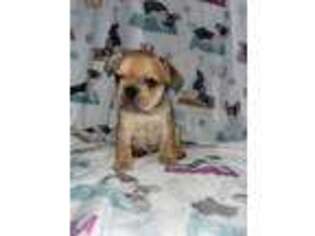 French Bulldog Puppy for sale in Alpha, IL, USA