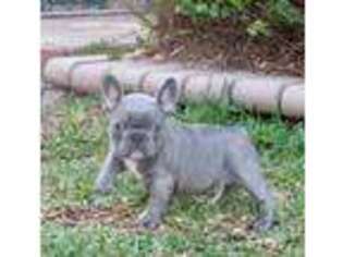 French Bulldog Puppy for sale in Fellsmere, FL, USA