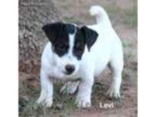 Jack Russell Terrier Puppy for sale in Seymour, TX, USA