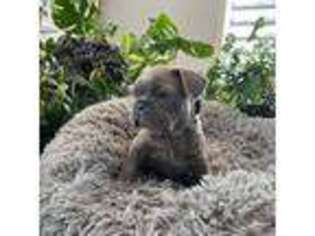 French Bulldog Puppy for sale in Bella Vista, AR, USA