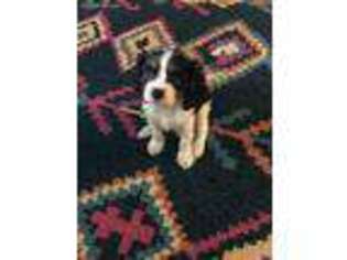 Cavalier King Charles Spaniel Puppy for sale in Windermere, FL, USA