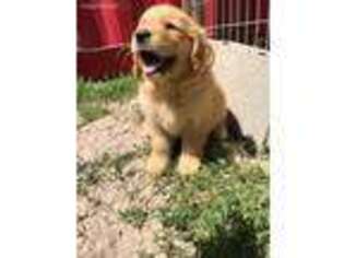 Golden Retriever Puppy for sale in Smithfield, UT, USA