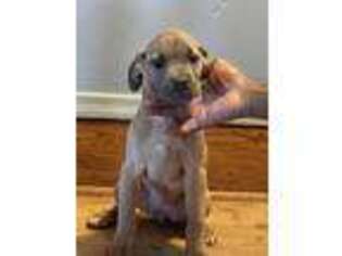 Medium Photo #1 Cane Corso Puppy For Sale in Syracuse, NY, USA