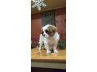 Cavalier King Charles Spaniel Puppy for sale in Williamsburg, PA, USA