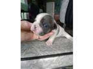 Miniature Bulldog Puppy for sale in Philip, SD, USA