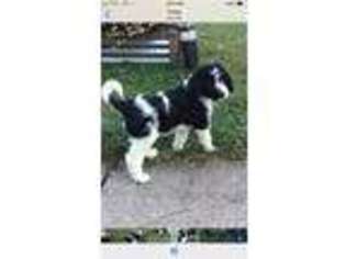 Mutt Puppy for sale in Council Bluffs, IA, USA
