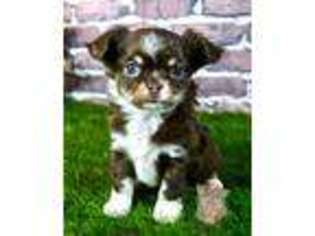 Chihuahua Puppy for sale in Waterloo, IA, USA