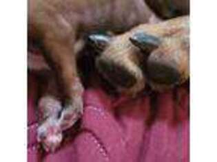 Rhodesian Ridgeback Puppy for sale in Merced, CA, USA