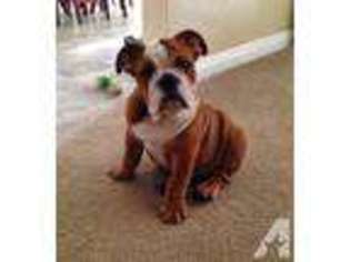 Bulldog Puppy for sale in OCEANSIDE, CA, USA