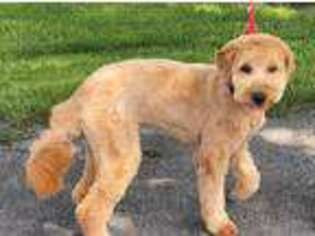 Goldendoodle Puppy for sale in Souderton, PA, USA
