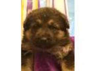 German Shepherd Dog Puppy for sale in Poughkeepsie, NY, USA