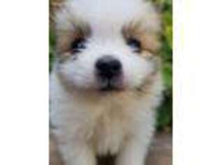 Pomeranian Puppy for sale in Enid, OK, USA