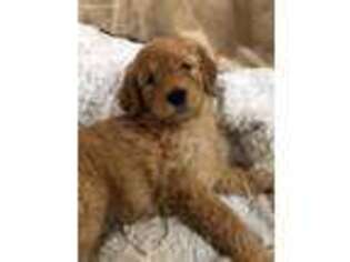 Labradoodle Puppy for sale in Michigan City, IN, USA