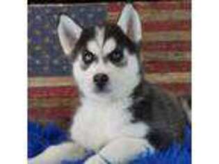 Siberian Husky Puppy for sale in Lamar, MO, USA