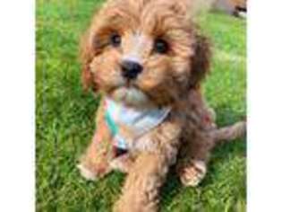Cavapoo Puppy for sale in Troy, NY, USA