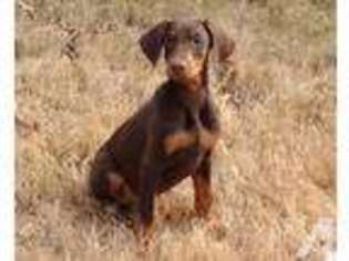 Rottweiler Puppy for sale in POPLAR BLUFF, MO, USA