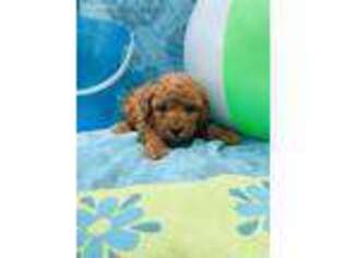 Goldendoodle Puppy for sale in Batavia, NY, USA