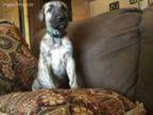Irish Wolfhound Puppy for sale in Young, AZ, USA