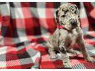 Great Dane Puppy for sale in Ione, CA, USA