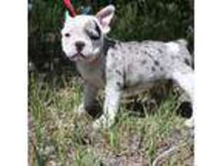 Bulldog Puppy for sale in Castle Rock, CO, USA