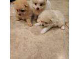 Pomeranian Puppy for sale in Cypress, TX, USA