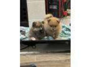 Pomeranian Puppy for sale in Irving, TX, USA