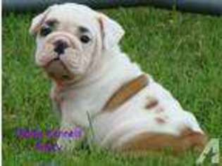 Bulldog Puppy for sale in LOCUST GROVE, OK, USA