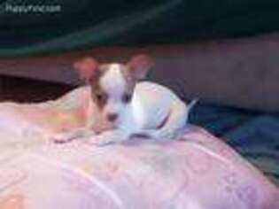 Chihuahua Puppy for sale in Pea Ridge, AR, USA