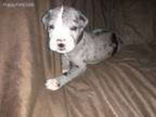 Great Dane Puppy for sale in Smithland, KY, USA