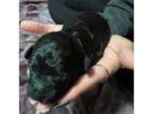Mutt Puppy for sale in Hillsborough, NH, USA