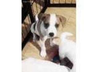 Jack Russell Terrier Puppy for sale in Lafayette, IN, USA