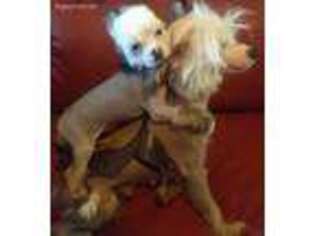 Chinese Crested Puppy for sale in Jackson, TN, USA