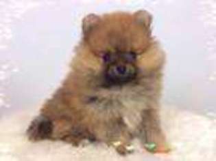 Pomeranian Puppy for sale in COOK, MN, USA