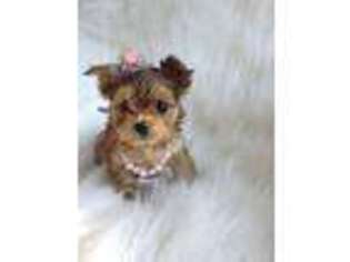 Yorkshire Terrier Puppy for sale in Eureka, CA, USA